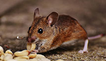 24 Hour & Emergency Exterminators in Ridgefield, NJ